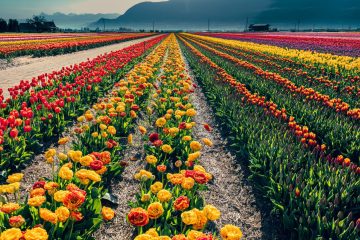 Abbotsford Tulip Festival 2023