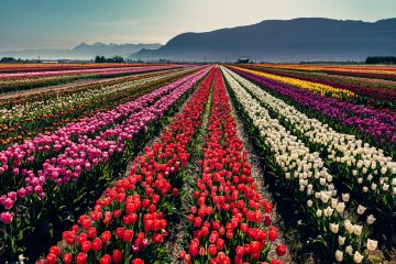 Abbotsford Tulip Festival 2023