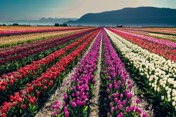 Abbotsford Tulip Festival 2023