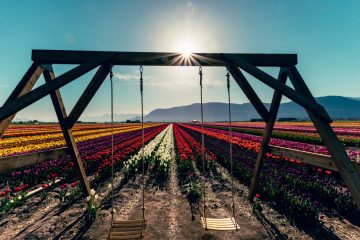 Abbotsford Tulip Festival 2023
