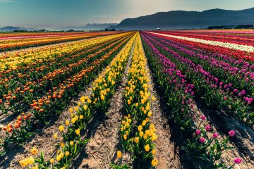 Abbotsford Tulip Festival 2023