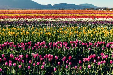 Abbotsford Tulip Festival 2023