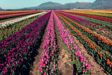 Abbotsford Tulip Festival 2023
