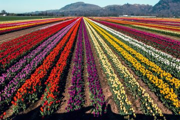 Abbotsford Tulip Festival 2023