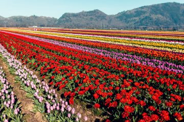 Abbotsford Tulip Festival 2023