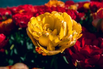 IMG_6071_20230429-scaled