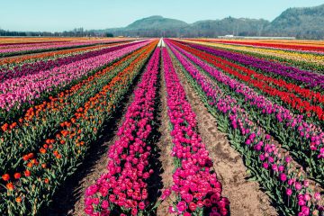 Abbotsford Tulip Festival 2023
