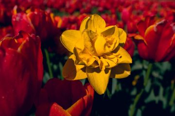 IMG_6086_20230429-scaled
