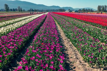 Chilliwack Tulip Festival 2023