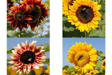 Sun Flower