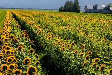 Sun Flower