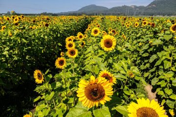 Sun Flower