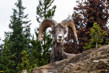 Bighorn Sheep