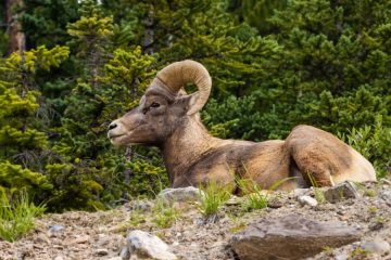 Bighorn Sheep