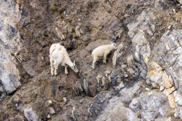 Mountain Goat