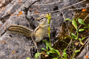 Chipmunk