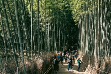 Bamboo Grove