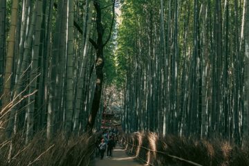 Bamboo Grove