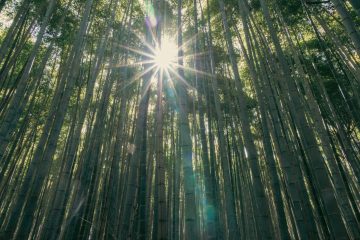 Bamboo Grove