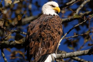 Bald Eagle