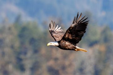 Bald Eagle