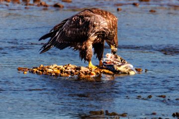 Bald Eagle