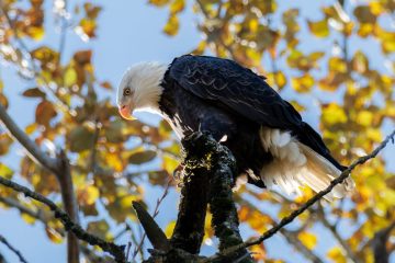 Bald Eagle
