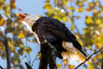 Bald Eagle