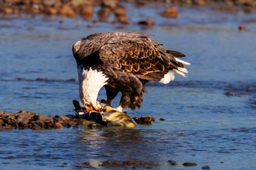 Bald Eagle
