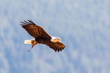 Bald Eagle