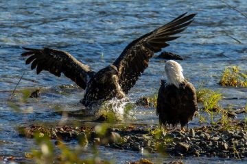 Bald Eagle