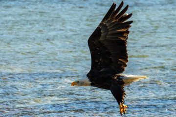 Bald Eagle