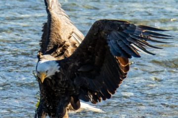 Bald Eagle