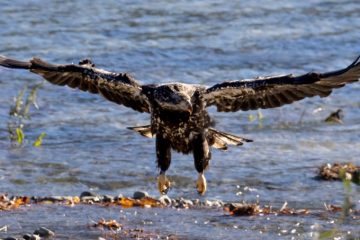 Bald Eagle