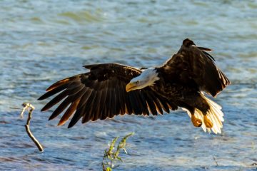 Bald Eagle