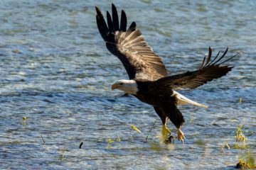 Bald Eagle