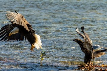 Bald Eagle