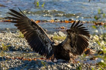 Bald Eagle