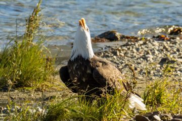 Bald Eagle