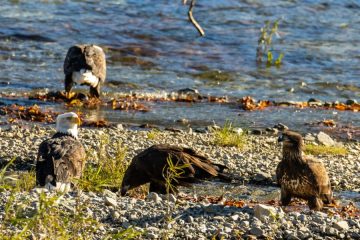 Bald Eagle