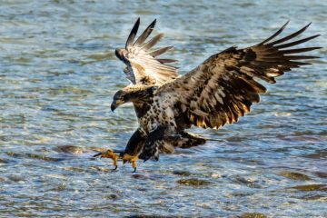Bald Eagle