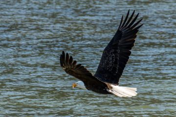Bald Eagle