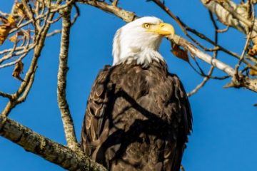 Bald Eagle