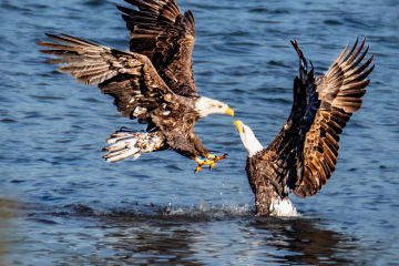 Bald Eagle