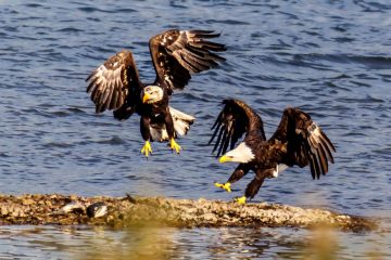 Bald Eagle