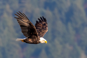 Bald Eagle