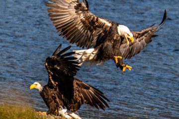 Bald Eagle