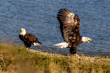 Bald Eagle