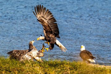 Bald Eagle