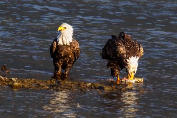 Bald Eagle